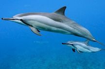 Dolphin and Whale Watch in Kona