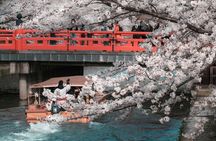 T8 Kyoto: Seasonal Cherry Blossoms & Omihachiman Canal Cruise