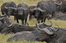 1 Night 2 Days Safari to Amboseli National Park