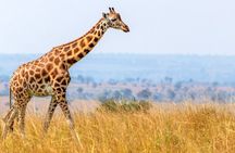 Nairobi Giraffe Centre Shared Day Tour