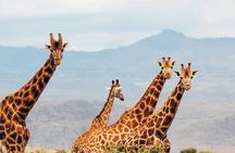 Nairobi Giraffe Centre Shared Day Tour