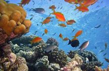 Tiran Island Snorkeling , Diving Cruise & Lunch - Sharm El Sheikh