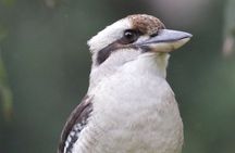 Blue Mountains Birdwatching Adventure