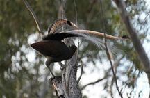 Blue Mountains Birdwatching Adventure
