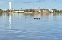 Dolphin and Manatee Paddleboard Adventure in Daytona