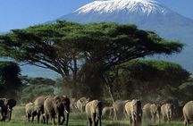 3 Days 2 Nights Private Tour to Amboseli National Park