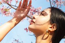 Tokyo Cherry Blossom Photoshoot – Sakura Special 2026