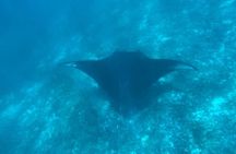 Snorkeling Speedboat Group Tour in Komodo National Park
