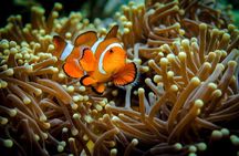 Snorkeling Speedboat Group Tour in Komodo National Park