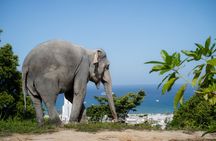 Phuket Small Group Ethical Elephant Experience