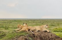 Day Trip to Tarangire National Park Wildlife Safari Adventure