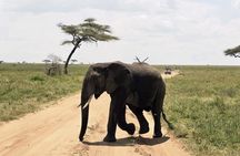 Day Trip to Tarangire National Park Wildlife Safari Adventure