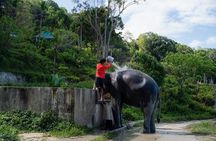 Phuket Ethical Elephant Sanctuary and Tree Planting Experience