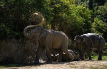 Phuket Ethical Elephant Experience in Patong