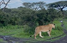 1 Day Ngorongoro Crater Safari Tour from Arusha