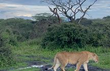 1 Day Ngorongoro Crater Safari Tour from Arusha