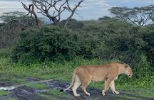 1 Day Ngorongoro Crater Safari Tour from Arusha
