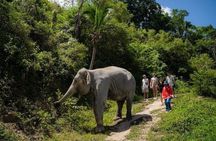 Phuket Ethical Elephant Experience in Patong