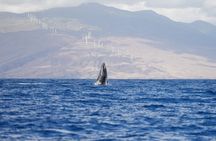 Whale Watch and Turtles Snorkel