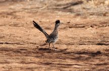 Sedona Birdwatching Tour: Expert-Guided 3-Hour with gear