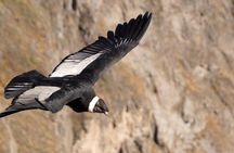 Antisana Condor Tour from Quito