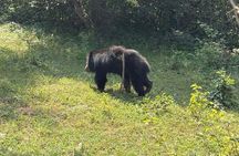 Yala Safari Private Tour From Ahungalla
