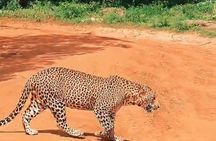 Yala Safari Private Tour From Ahungalla