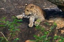 Yala Safari Day Tour