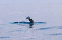 Dolphin Watching in Mallorca – Small Group Marine Life Experience