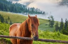 Tbilisi to Borjomi National Park Horseback Riding Day Trip (Easy)