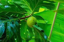 Zanzibar Spice Farm and Swahili Lunch and Stone Town Tour