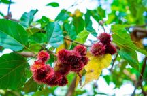 Zanzibar Spice Farm and Swahili Lunch and Stone Town Tour