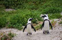 Full-Day Private Robben Island, Penguins & Cape of Good Hope Tour