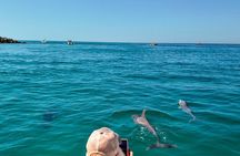 Exciting Private Dolphin Excursion to Shell Island 90 Minutes
