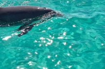 Exciting Private Dolphin Excursion to Shell Island 90 Minutes