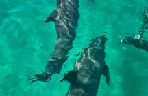 Exciting Private Dolphin Excursion to Shell Island 90 Minutes