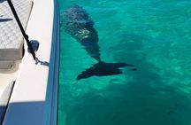 2 Hour (shared) Dolphin Tour Adventure to Shell Island