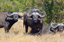 Mikumi Day Safari from Zanzibar with Return Flights