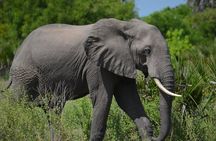 Mikumi Day Safari from Zanzibar with Return Flights