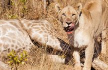 Mikumi Day Safari from Zanzibar with Return Flights