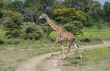 Mikumi Day Safari from Zanzibar with Return Flights