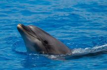 Olbia Catamaran Tour for Dolphin Research and Tavolara Marine Park
