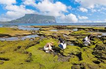 Jeju Tour | Jungmun & Seogwipo Pick-up | Seongsan, Haenyeo, Cave