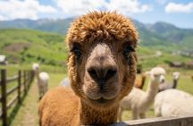 Shamakhi Alpacas & Lahıc İsmayilli Day Trip