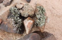 Wonderful Welwitschia Goanikontes Moonlandscape Tour