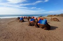 Tangier sightseeing tour, cap spartel , camel ride & caves