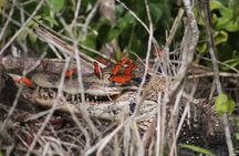 Sporting Piranha Fishing and Bird Watching in Lake Yacumama