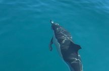 Benalmadena Catamaran : Dolphins, Tapas and Sea Baths 2hrs. 30min.