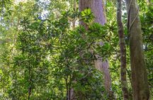 Carara National Park Guided Tour