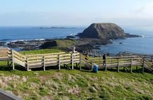 Premium Phillip Island Penguin Parade Tour from Melbourne 